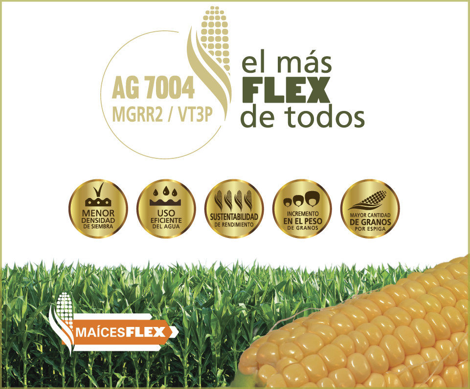 Maíces Flex - Corn Kernels (961x796), Png Download