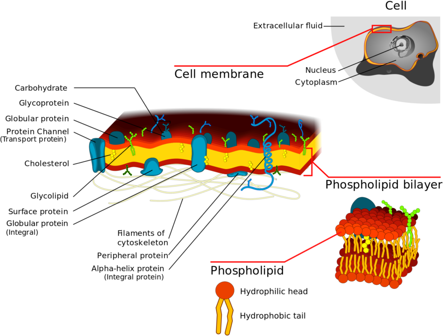 Plasma Membrane Diagrams Printable Diagram Diagram - Cell Membrane Detailed Diagram (900x699), Png Download