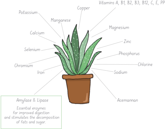 Among The Many Active Ingredients Of Aloe Vera, The - Aloe Vera Plant Cells (587x600), Png Download