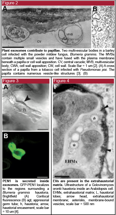 Do Plant Cells Secrete Evs - Medical Imaging (457x845), Png Download