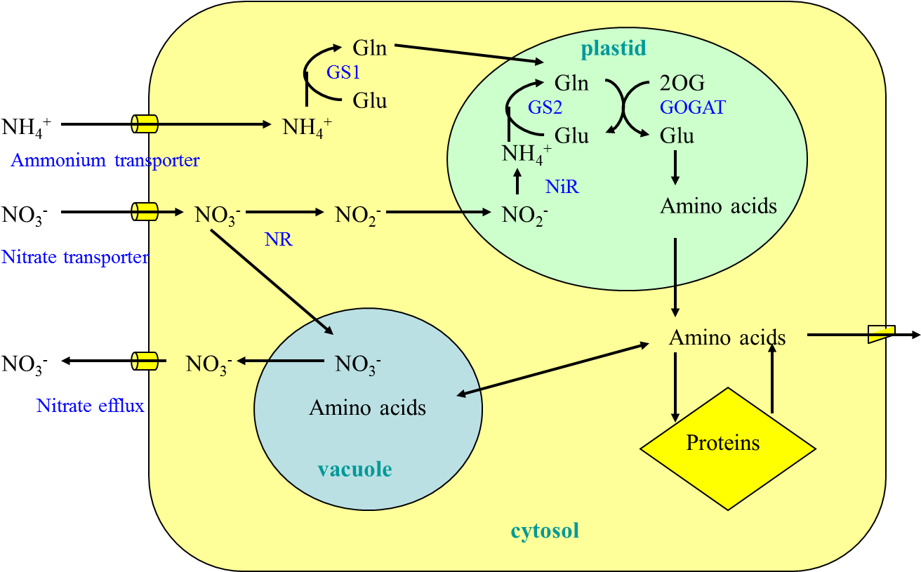 Figure 15 - - N Metabolism In Plants (1343x814), Png Download