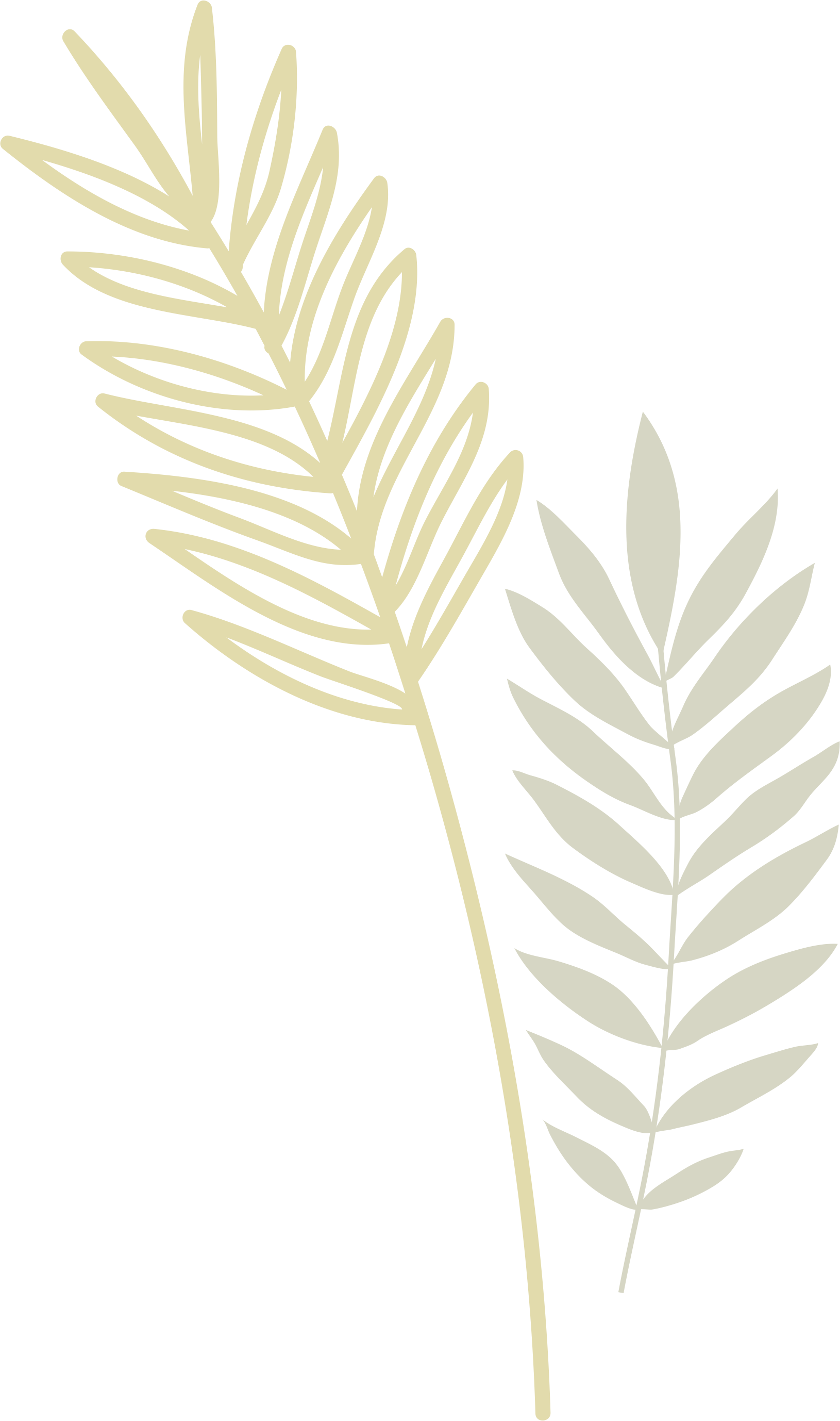 Fern Vector Kiwi - Illustration (1630x2756), Png Download
