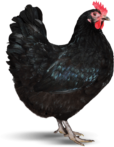 Hen - Rooster (600x769), Png Download