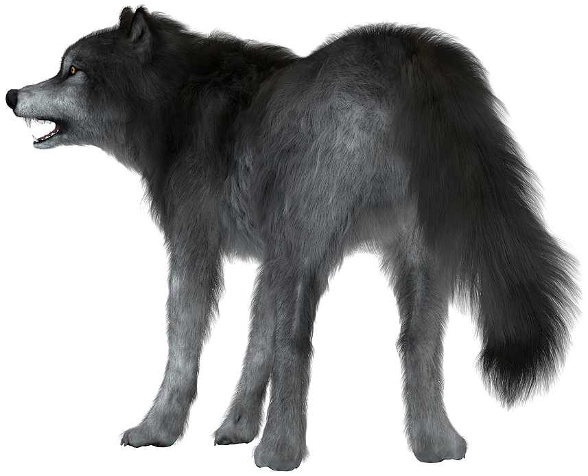 Dire Wolf White Background (900x900), Png Download