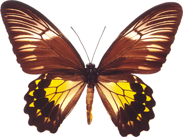 Butterfly 011 - فراشات (640x480), Png Download