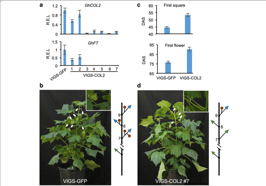 Repression Of Col2 Delayed Flowering Of Cultivated - Houseplant (850x594), Png Download