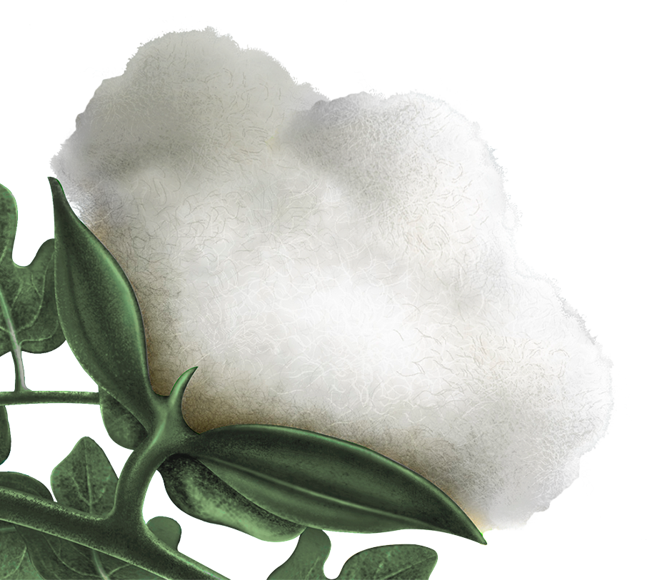 Home - Japanese Honeysuckle (906x813), Png Download