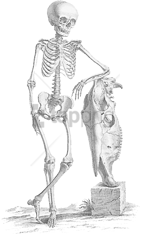 Free Png Download Halloween Skeleton Skeleton Png Images - Skeleton Leaning (480x788), Png Download
