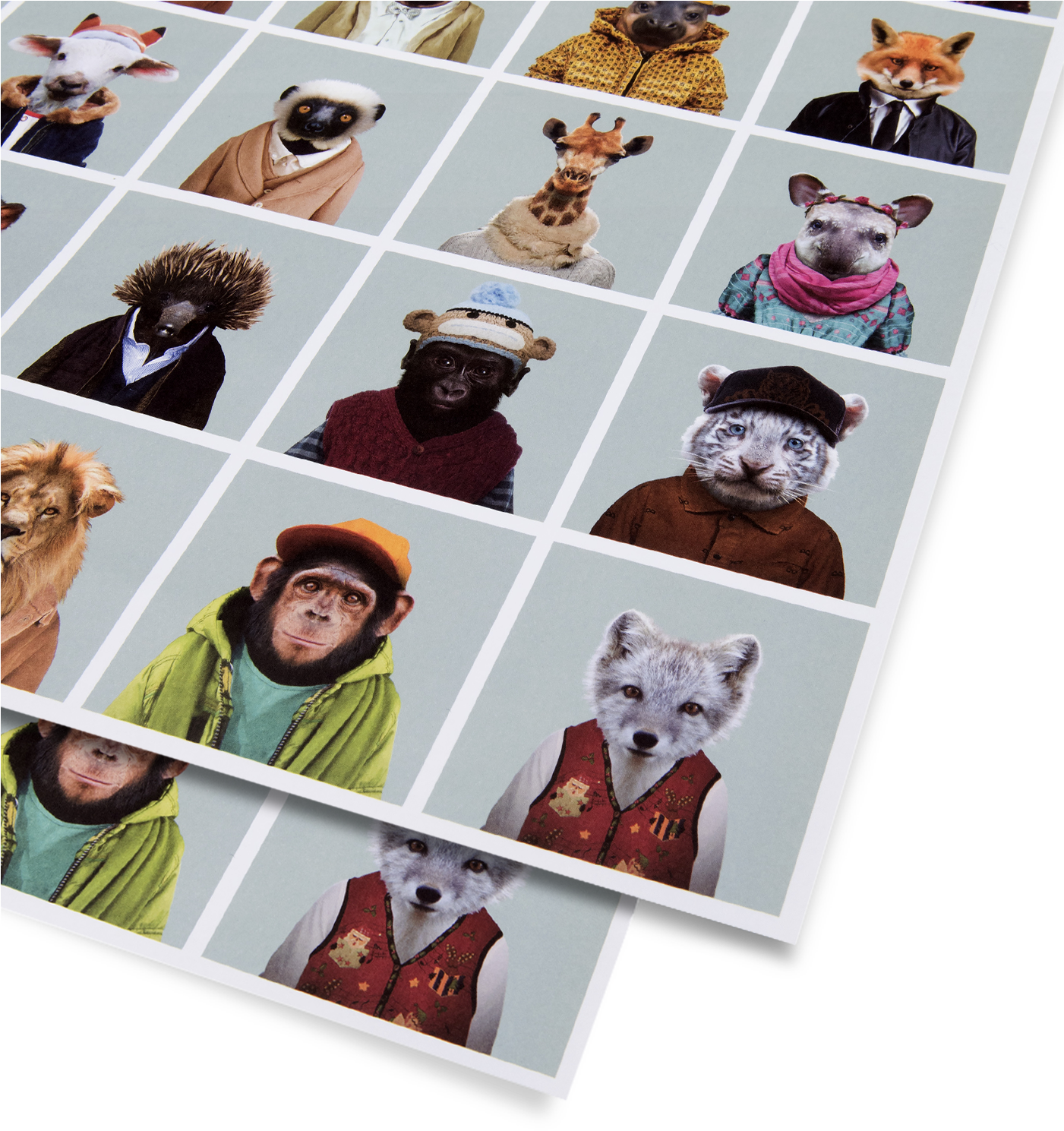 Zoo Portraits Gift Wrap - Picture Frame (1400x1500), Png Download