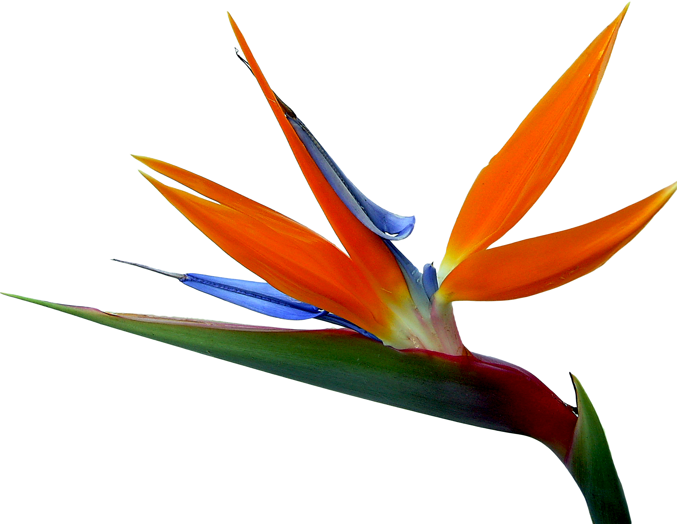 And Strelitzia Bird Of Paradise Reginae Birds Flowers - Bird Of Paradise (2675x2129), Png Download