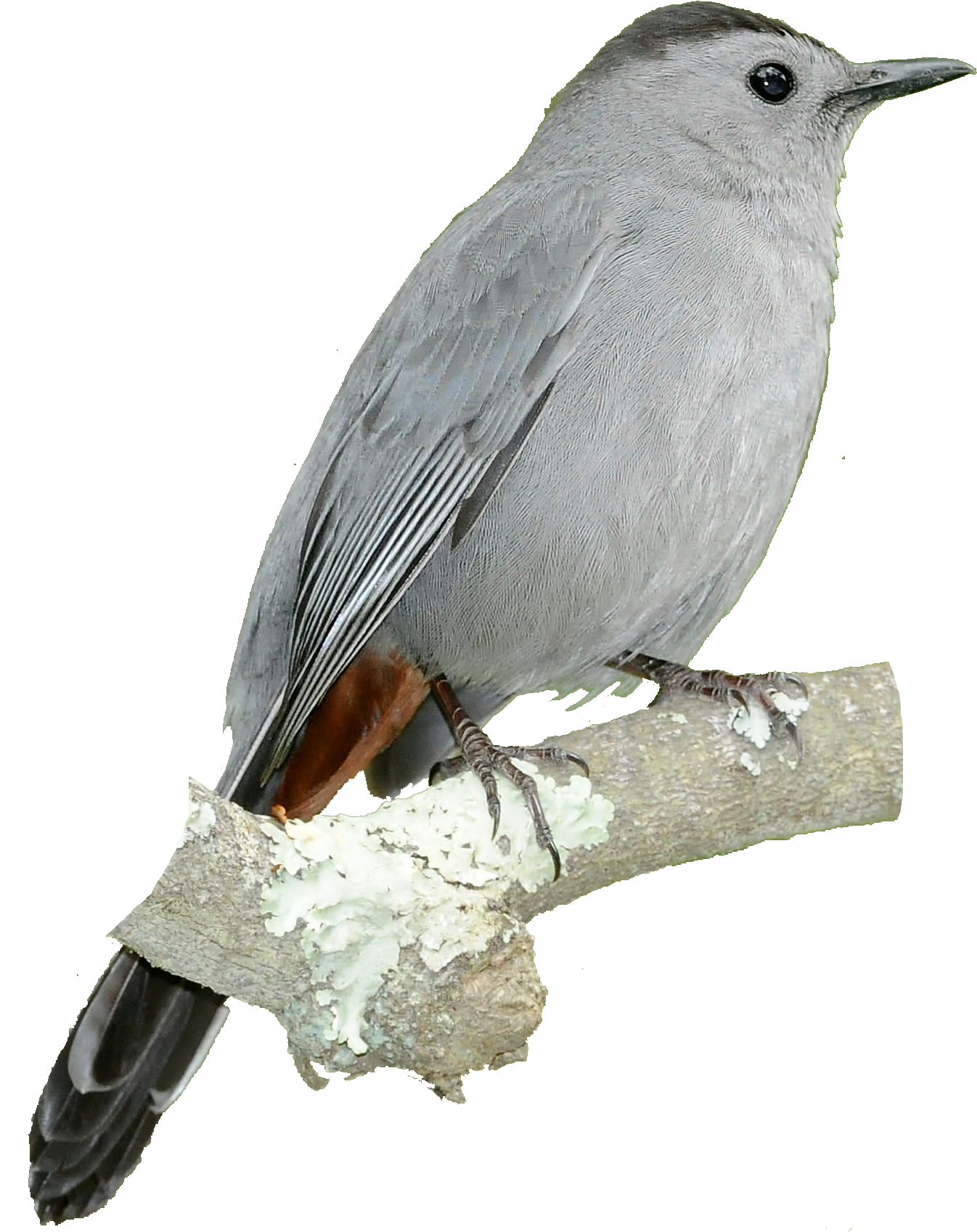 Lesser Bird Of Paradise (1374x1731), Png Download