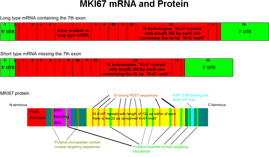The Mki67 Mrna And Protein - Ki 67 Protein Structure (870x508), Png Download