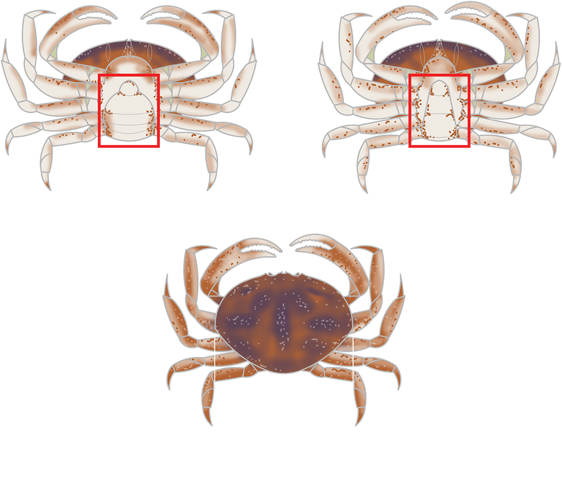 Clamming - Dungeness Crab (1200x1055), Png Download