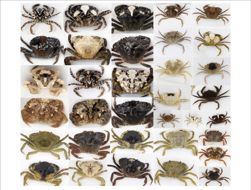 The Considerable Variation In Diversity That Exists - Dung Beetle (850x643), Png Download