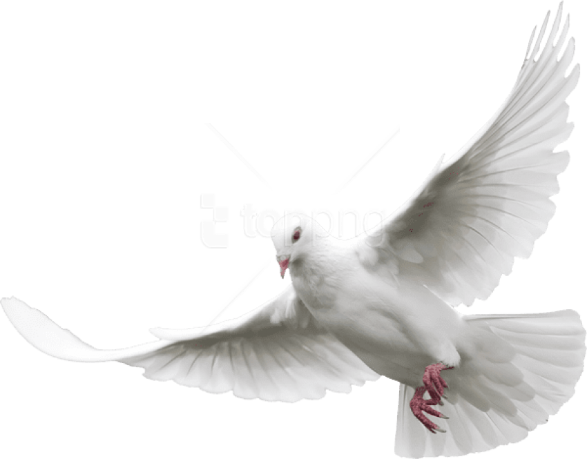 Free Png Download White Dove Png Images Background - White Dove Flying Png (850x665), Png Download