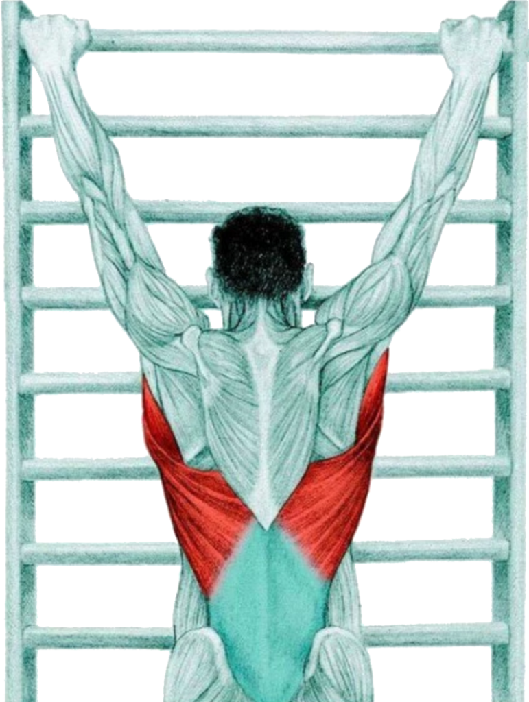 15 Myswimpro Stretch Lat Stretch With Spinal Traction - Lat Stretch With Spinal Traction (771x1024), Png Download