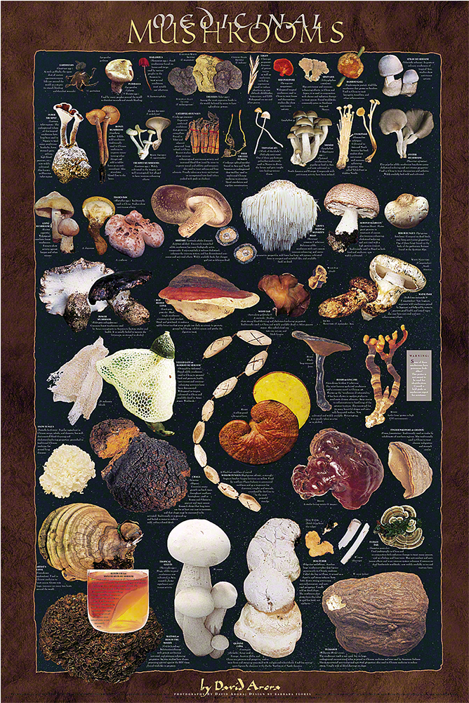 Medicinal Mushrooms Poster - Medicinal Mushrooms (1000x1000), Png Download