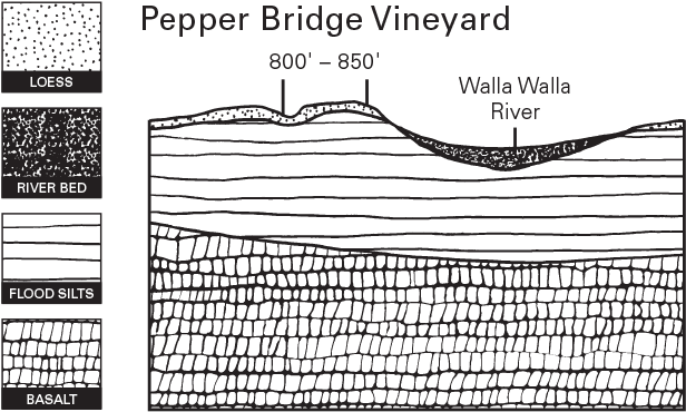 Pepper Bridge Vineyard Illustration - Cartoon (800x413), Png Download