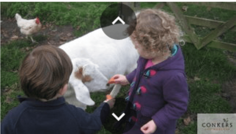 Chicken (800x800), Png Download