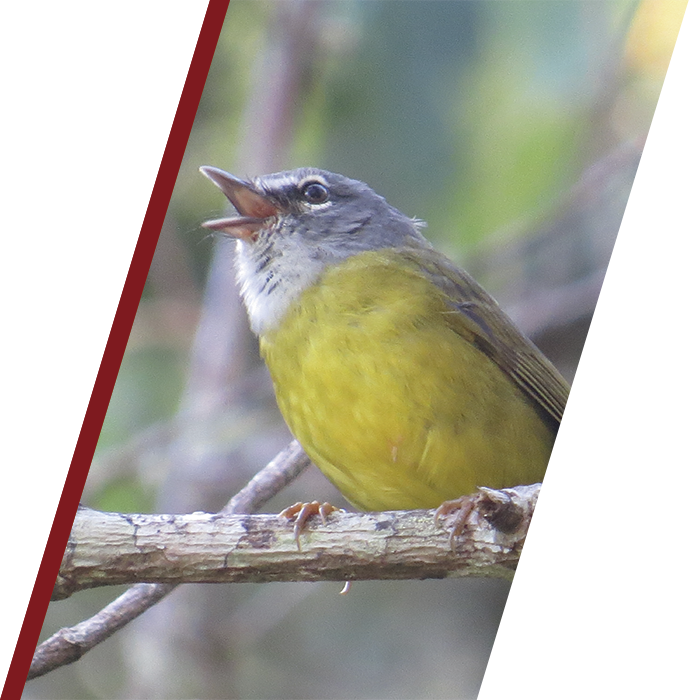 Second Bird Slide - Emberizidae (689x700), Png Download