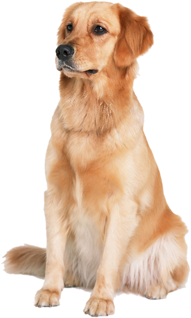 dog hd png