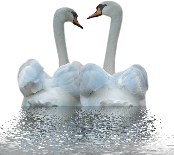 White Duck Png Image - Kuğular Png (600x550), Png Download