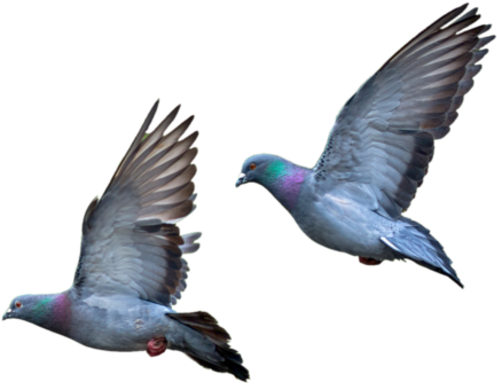 Pigeons Flying Png Colombes Et Pigeons Série - Typical Pigeons (573x573), Png Download