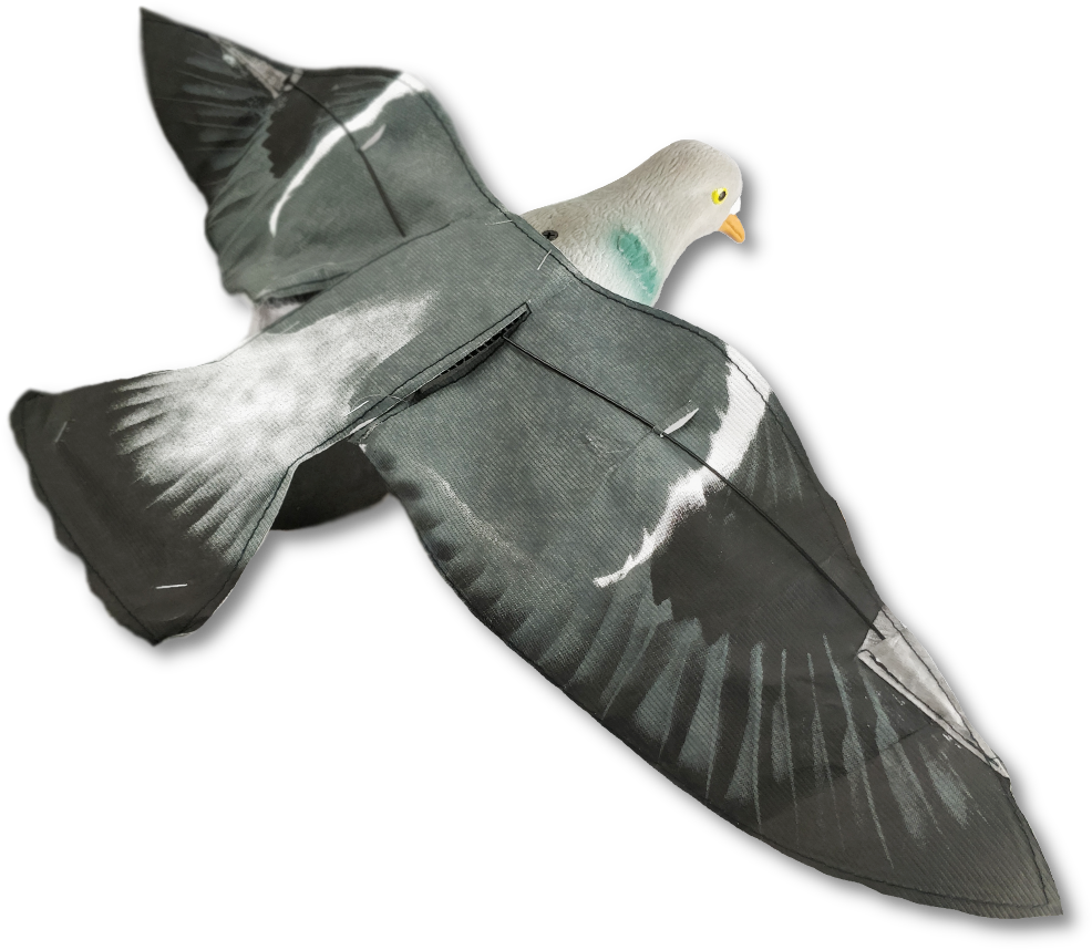 Rock Dove (1000x1000), Png Download