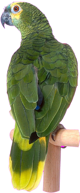 Bird Clip Art Transprent Png Free - Parrot (1012x838), Png Download