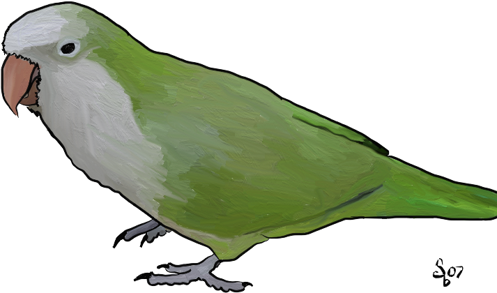 Drawn Lovebird Transparent - Draw Quaker Parrot (720x445), Png Download
