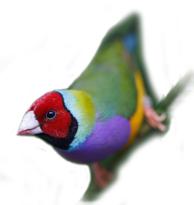 Coloured Finches Is A Team Of Diverse And Enthusiastic - Lovebird (700x702), Png Download
