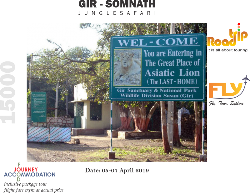 Gir Somnath Lion Safari Rajkot Junagadh - Tree (800x619), Png Download