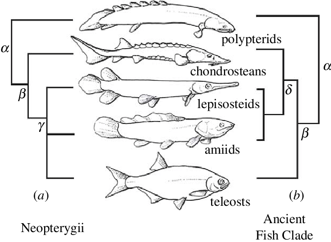 Alternative Trees And Group Names Of The Major Living - Fish Taxonomy (668x488), Png Download