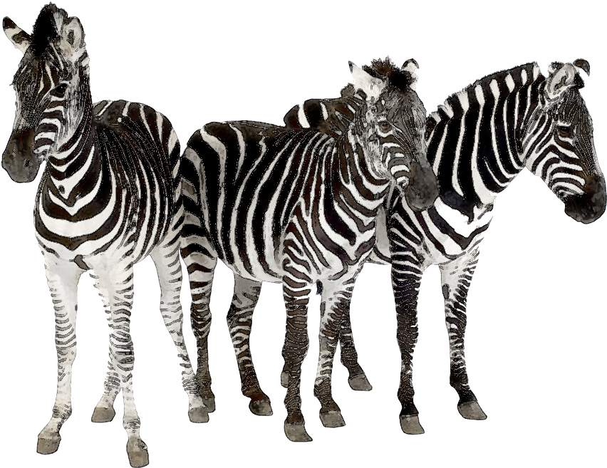 Zebra Clipart Herd Zebras - Zebra Grundfärg (969x696), Png Download