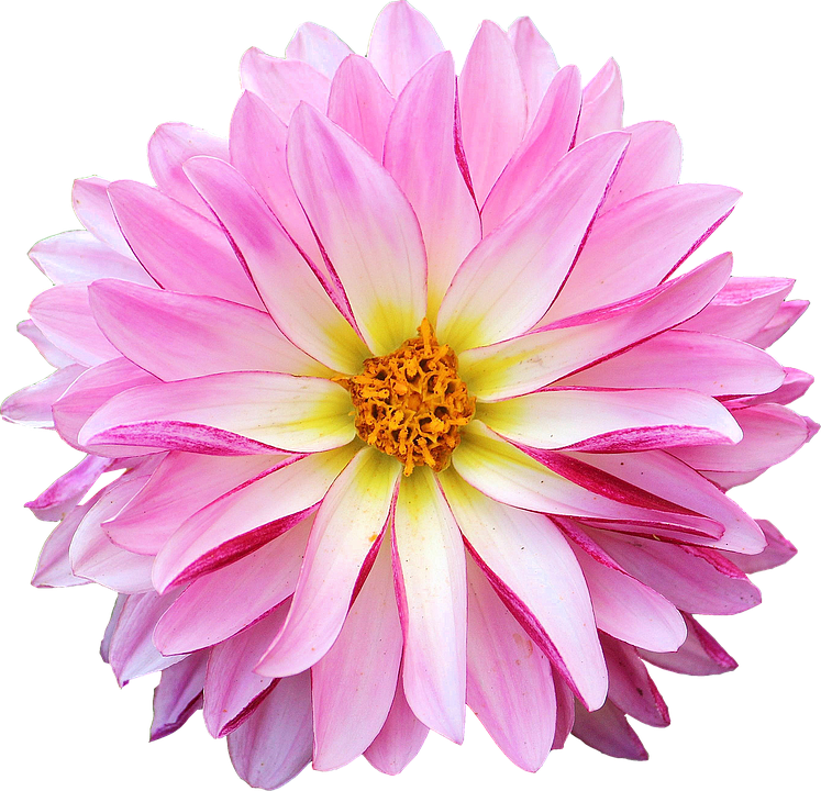 Dahlia Flower Pink Yellow - Dahlia Flower Clipart Png (747x720), Png Download