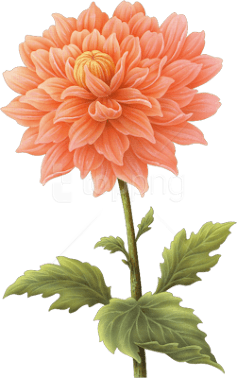 Download Dahlia Png Images Background - Dahlia Flower Png Transparent (480x765), Png Download