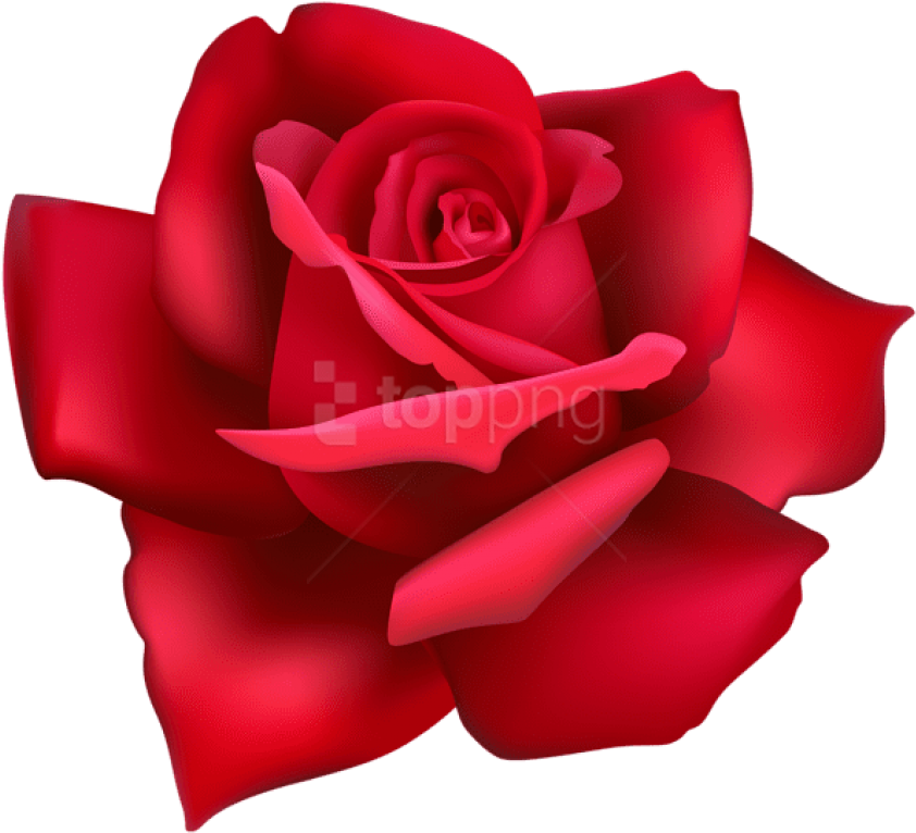 Free Png Rose Flower Red Png Images Transparent - Flower Pink Rose Png (850x773), Png Download