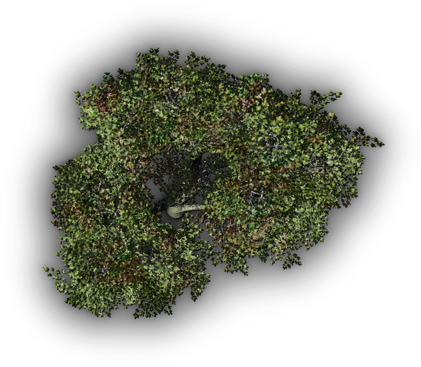 Download 24 Mar 2009 Arbol Vista Planta Png Png Image With No Background Pngkey Com