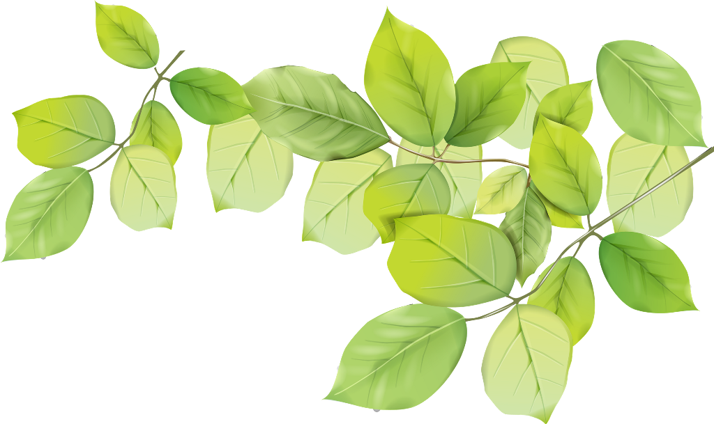 Leaf Png (1024x609), Png Download
