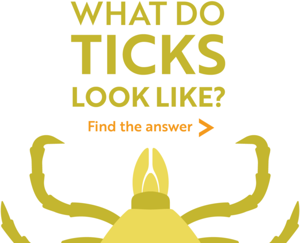 What Do Ticks Look Like Find The Answer - Poster (1040x560), Png Download