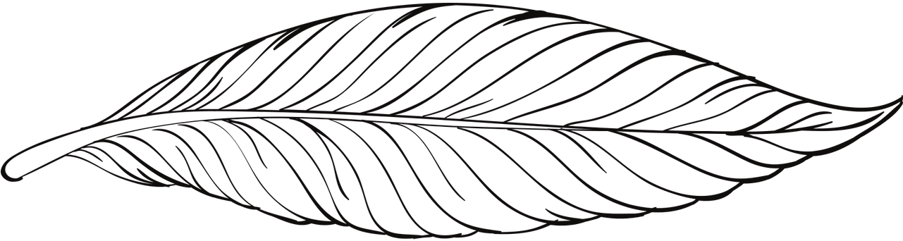 Duck - Pluma Contorno Png (1280x640), Png Download