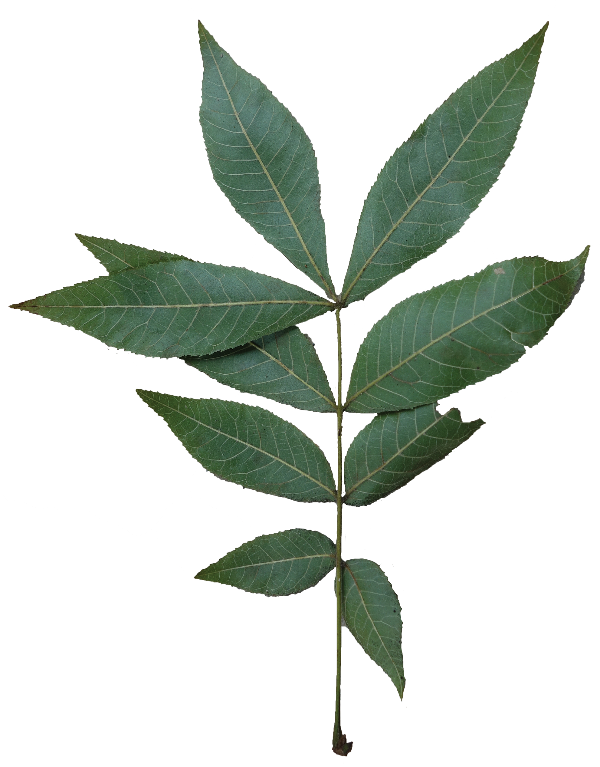Compound - Bitternut Hickory Tree Leaf (2000x2544), Png Download