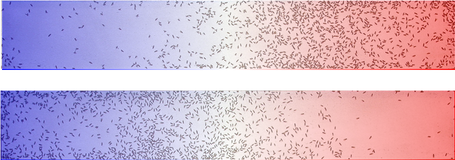 Examples, Topics, Questions, Thesis Statement - Larval Temperature Preference Drosophila (936x367), Png Download