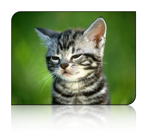 I Tried To Explain That It Was Tylenol Pm But He Just - Imagen De Gato Fumando (600x542), Png Download