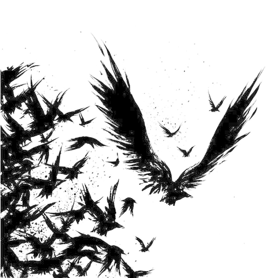 Tattoo Crow Common Odin Drawing Raven Clipart - Raven Black Tattoos (564x564), Png Download