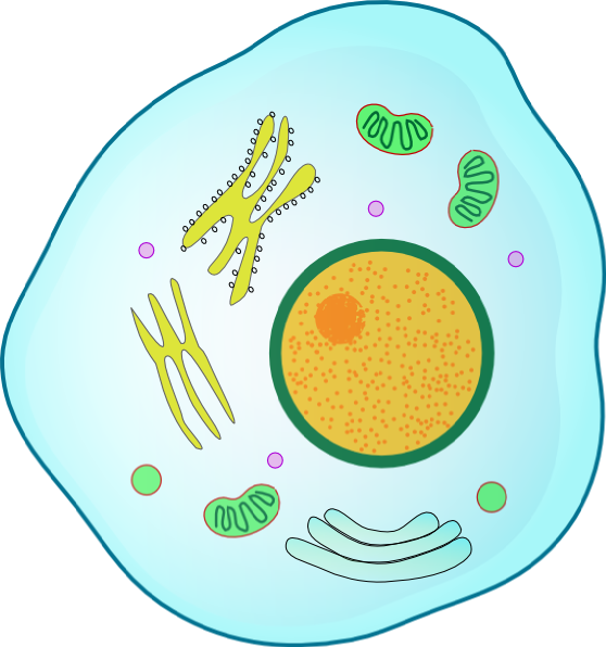 Animal Cell Clip Art (558x596), Png Download