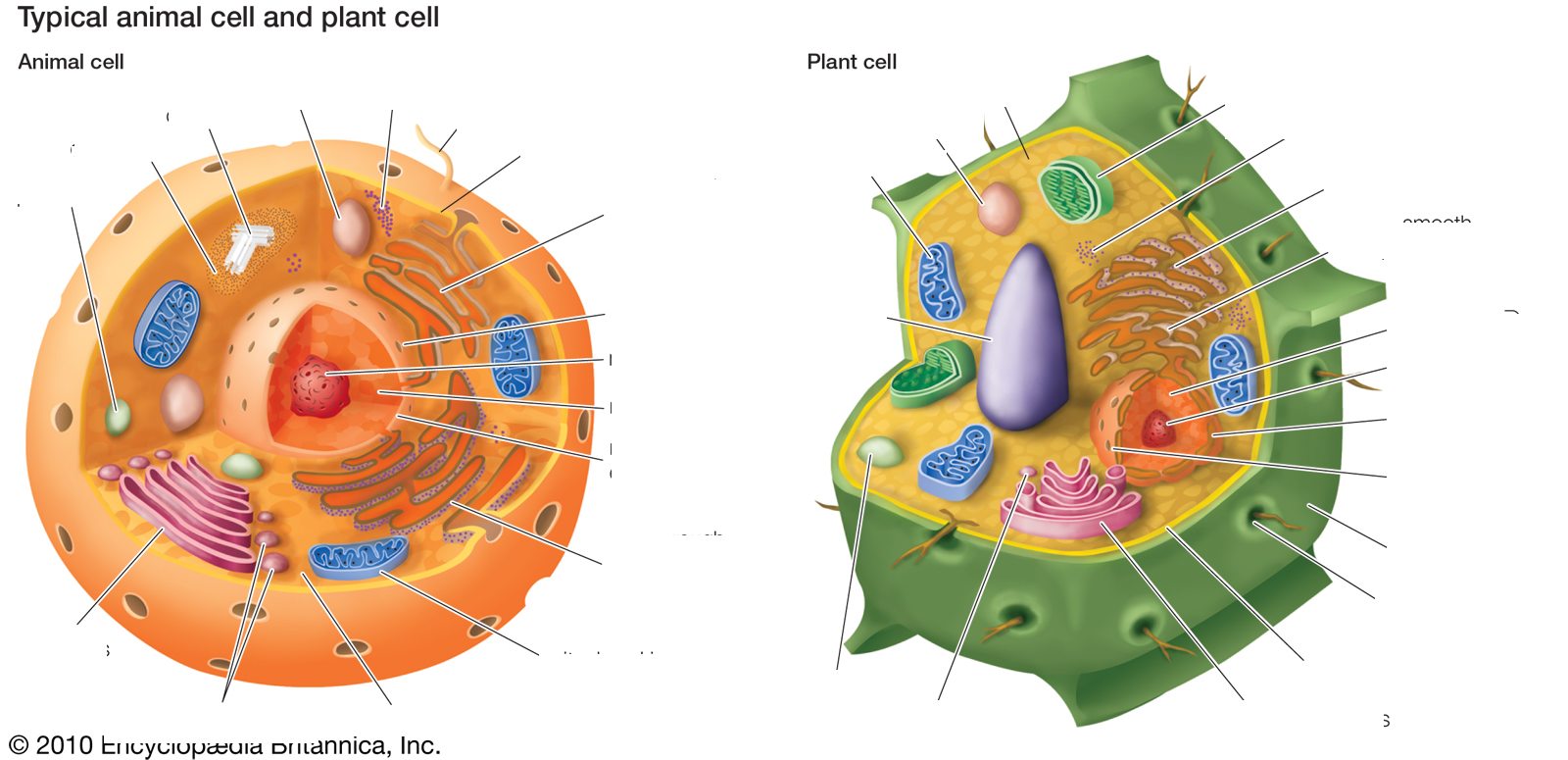 Identifying Homologous Structures Between Animal And - Parts In A Cell (1600x775), Png Download