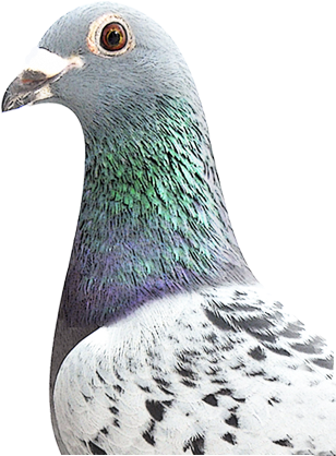 Penguin (1100x450), Png Download