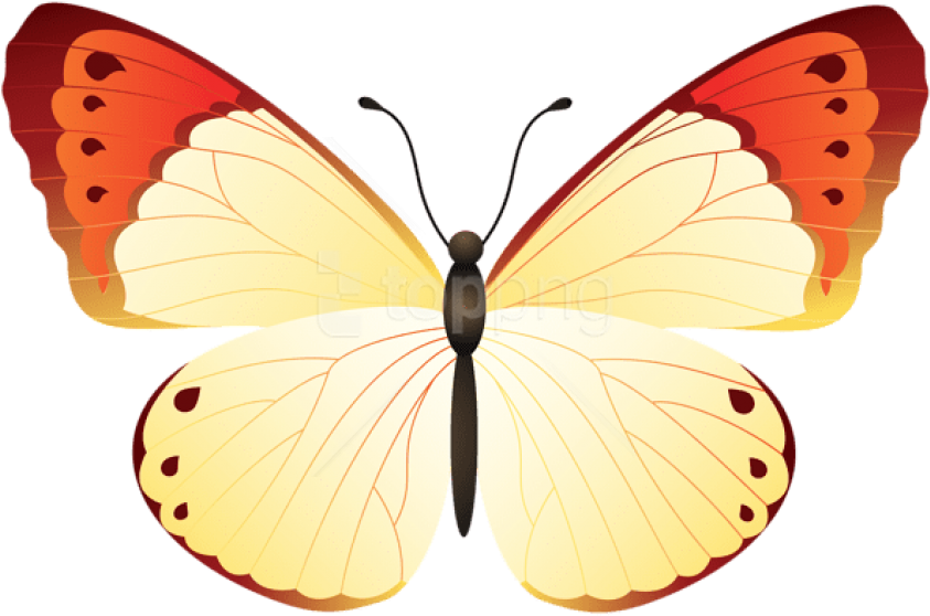Free Png Download Butterfly Clipart Png Photo Png Images - Large Copper (850x564), Png Download
