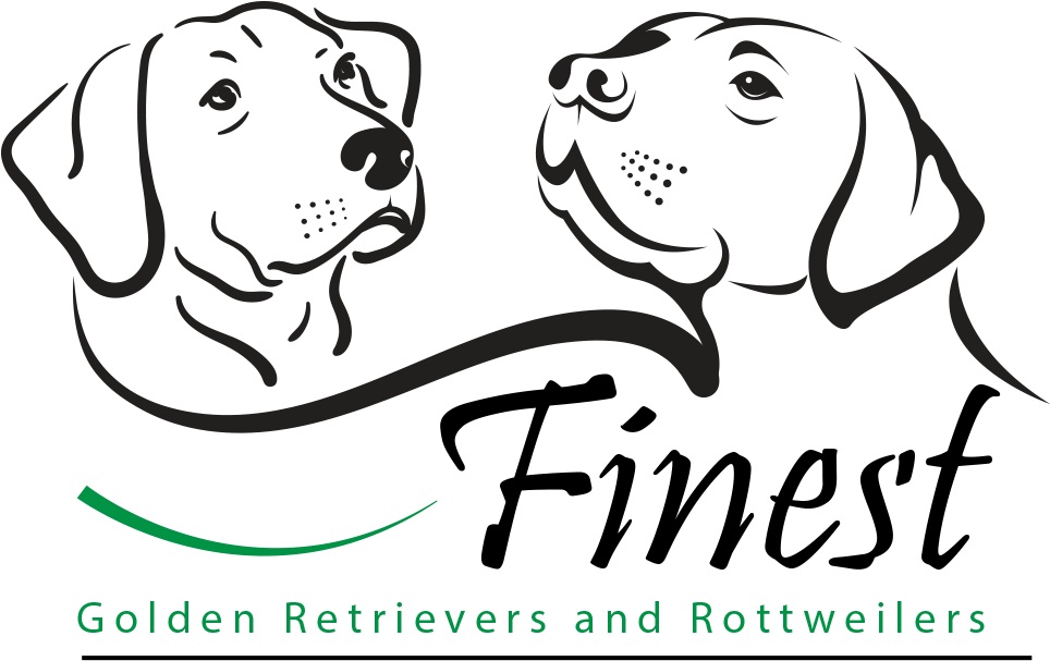 Finest Golden Retrievers And Rottweilers Is A Family - Vector Labrador Black And White Drawing (963x633), Png Download
